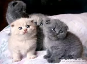 Photo №4. I will sell scottish fold in the city of Berlin. private announcement, from nursery, breeder - price - 317$