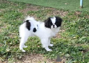 Photo №2 to announcement № 127786 for the sale of japanese chin - buy in France private announcement