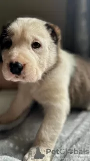 Photo №1. central asian shepherd dog - for sale in the city of Bryansk | 391$ | Announcement № 100954