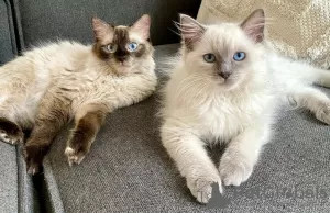 Photo №4. I will sell birman in the city of North. private announcement - price - 300$