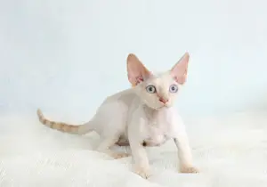 Photo №1. devon rex - for sale in the city of Москва | Negotiated | Announcement № 2468