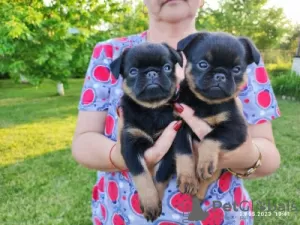 Photo №3. petit brabancon puppies. Belarus