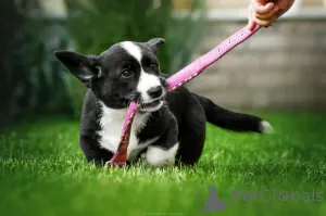 Additional photos: Welsh Corgi Cardigan puppies