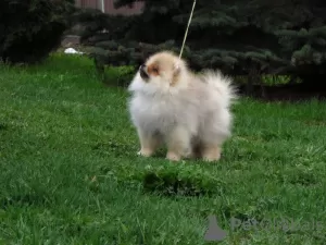 Photo №1. pomeranian - for sale in the city of Vitebsk | 700$ | Announcement № 99854