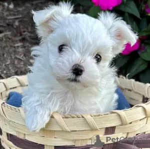 Photo №1. maltese dog - for sale in the city of Гаага | 371$ | Announcement № 107598