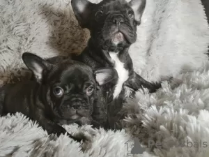 Photo №1. french bulldog - for sale in the city of Дортмунд | Is free | Announcement № 98234