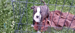 Additional photos: American Staffordshire Terrier puppies