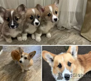 Photo №1. welsh corgi - for sale in the city of Anderlecht | 581$ | Announcement № 96321