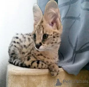 Photo №1. savannah cat - for sale in the city of Abu Dhabi | negotiated | Announcement № 115981