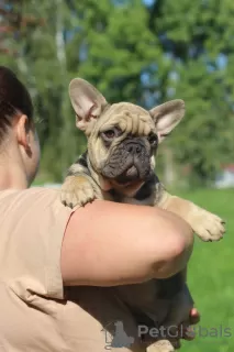 Additional photos: French Bulldog