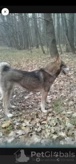 Additional photos: Wolfdog puppies for sale