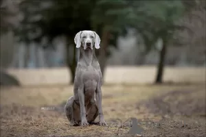 Additional photos: Weimaraner Puppies April Litter C