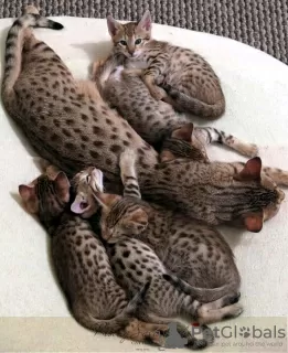 Photo №3. Affordable Savannah kittens for sale free shipping. United States