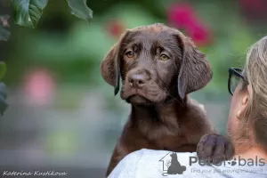 Photo №1. labrador retriever - for sale in the city of Москва | 781$ | Announcement № 64565