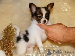 Photo №4. I will sell papillon dog in the city of Москва. from nursery - price - Is free