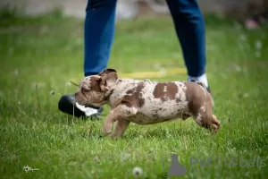 Additional photos: French bulldog