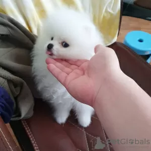 Additional photos: Beautiful Szpic Pomeranian puppies