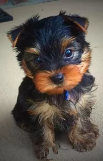 Photo №3. Fabulous miniature Yorkshire terrier puppies. United States