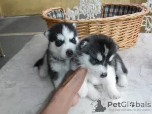 Photo №2 to announcement № 63483 for the sale of siberian husky - buy in United States breeder