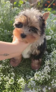 Photo №2 to announcement № 117387 for the sale of yorkshire terrier - buy in Belarus breeder