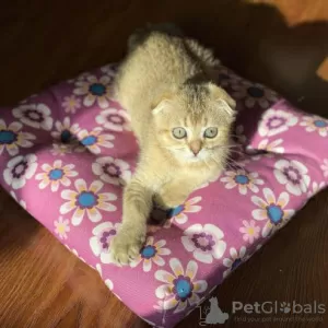 Photo №1. scottish fold - for sale in the city of Jabbeke | Is free | Announcement № 129049