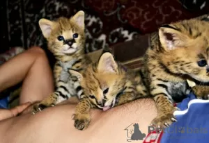 Additional photos: Caracal serval and F1 Savannah kittens available