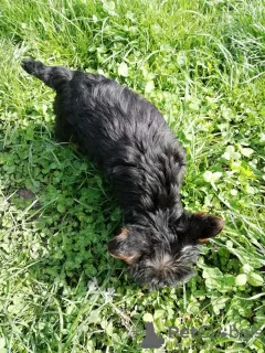 Additional photos: Baby-face Yorkie puppies are completely ready to go.