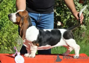 Additional photos: Basset hound puppies