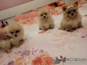 Photo №1. pomeranian - for sale in the city of Berlin | Is free | Announcement № 126333