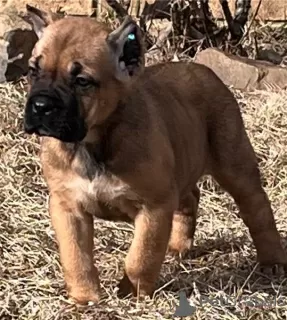 Photo №1. cane corso - for sale in the city of Lakemba | 1000$ | Announcement № 50390