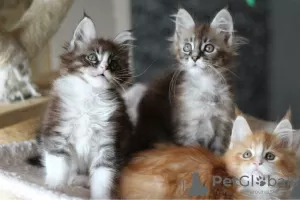 Photo №1. maine coon - for sale in the city of Linden | 225$ | Announcement № 37306