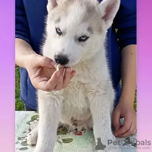 Additional photos: Show class Siberian husky puppies