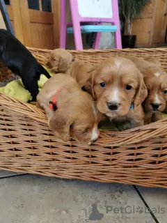 Additional photos: Beautiful Kc Reg Working Cocker Spaniel Puppies