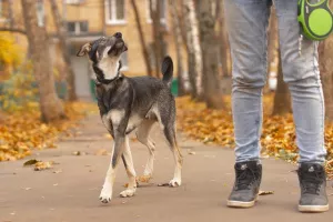 Additional photos: Greyka in search of his family and his best home