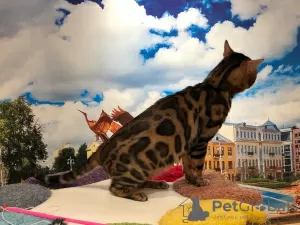 Additional photos: Bengal cat mating