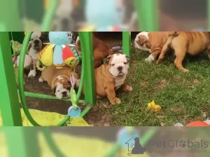 Photo №3. English bulldog puppies 14 weeks old.. Germany