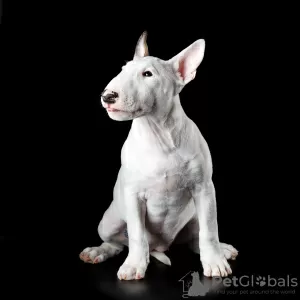 Photo №4. I will sell bull terrier in the city of Ufa. from nursery - price - 976$