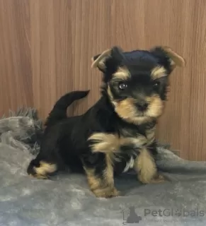 Photo №3. Yorkshire terrier puppies. Russian Federation