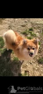 Photo №2 to announcement № 92980 for the sale of pomeranian - buy in France breeder