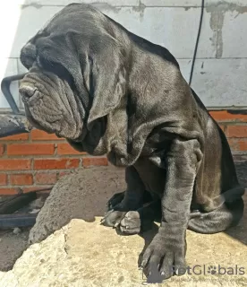 Photo №3. Neapolitan Mastiff puppies are the best. Russian Federation