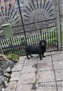 Photo №3. Alpine dachshund. Serbia