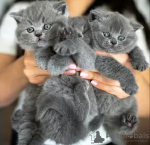 Photo №1. british shorthair - for sale in the city of Дрезден | Is free | Announcement № 127433