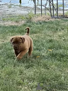 Additional photos: Dogue de Bordeaux puppies