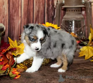 Photo №1. poodle (royal) - for sale in the city of New Orleans | Is free | Announcement № 125532