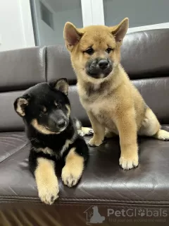 Additional photos: Shiba Inu puppies