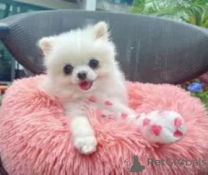 Photo №1. pomeranian - for sale in the city of Эспоо | negotiated | Announcement № 82515