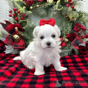 Photo №2 to announcement № 34505 for the sale of maltese dog - buy in Russian Federation 