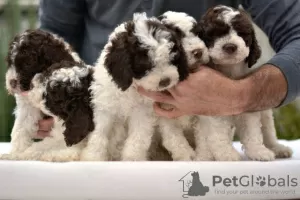 Additional photos: Lagotto Romagnolo, male puppies