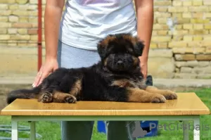 Additional photos: German shepherd dog