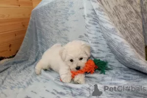 Additional photos: Adorable Bichon Frize puppies ready to move into a new home